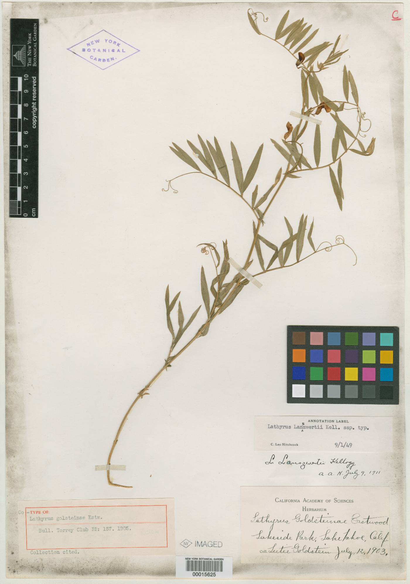 Lathyrus goldsteinae image