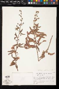 Mimosa tricephala var. tricephala image