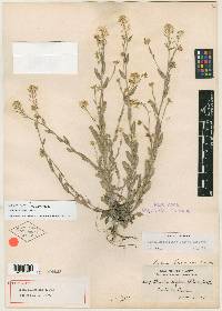 Draba helleriana image