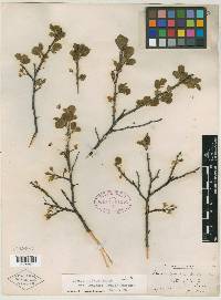 Prunus gravesii image