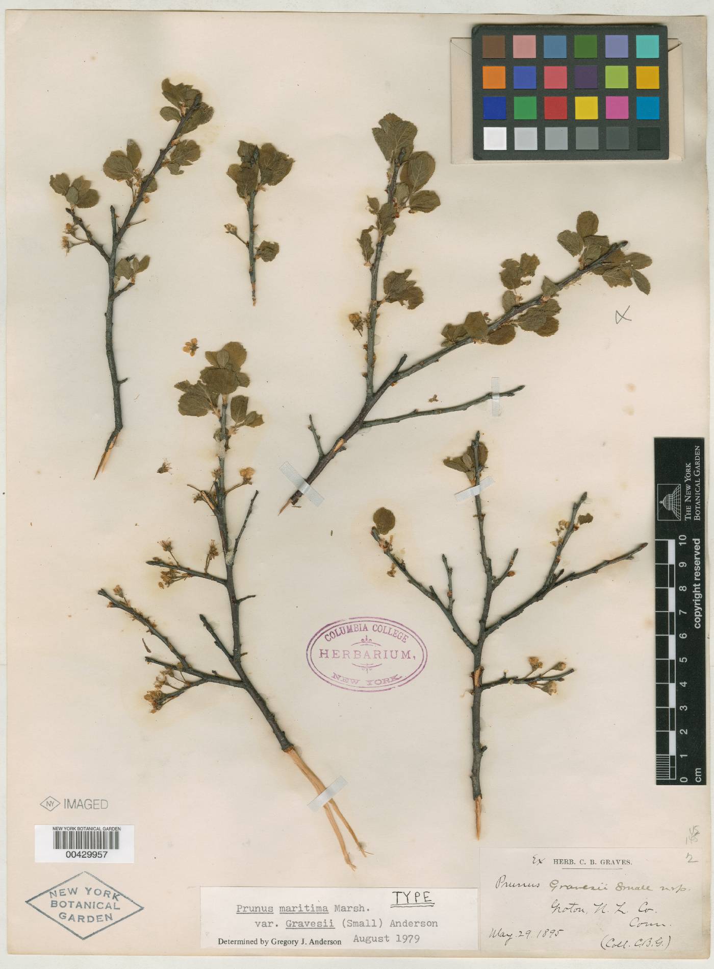 Prunus gravesii image