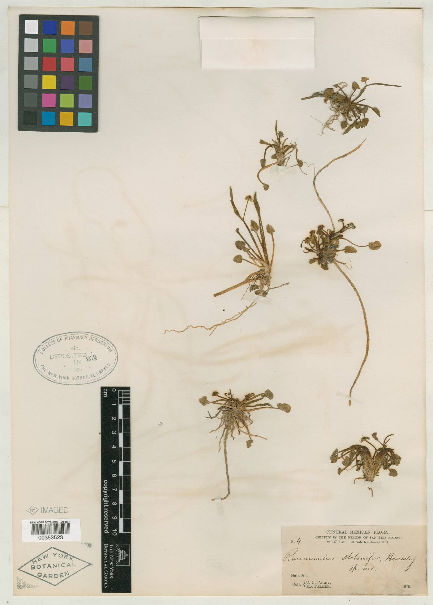 Ranunculus hydrocharoides var. stolonifer image