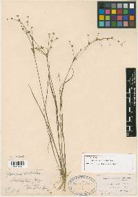 Juncus debilis image