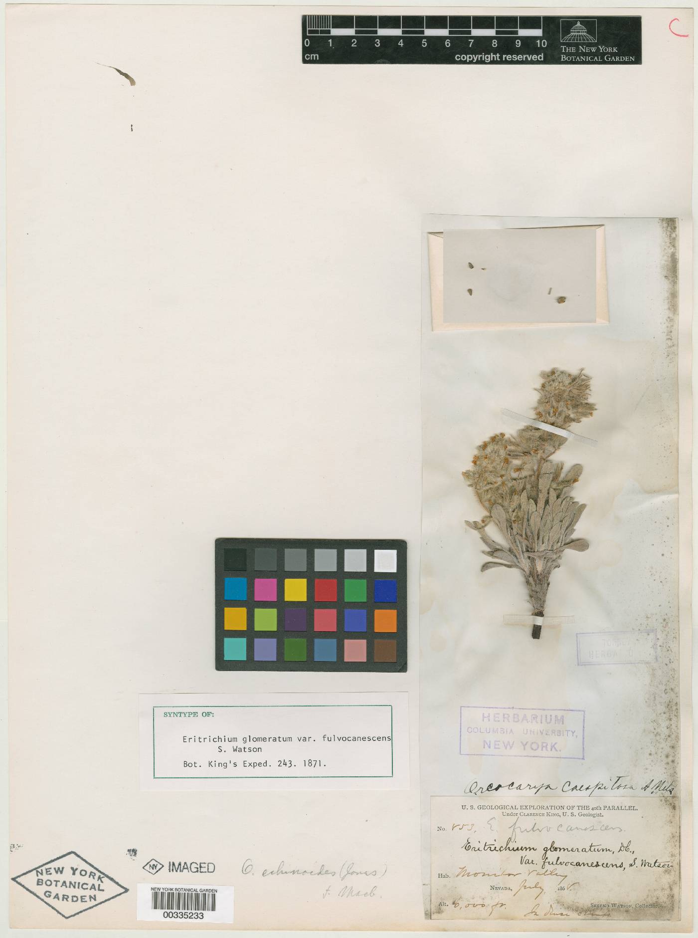 Eritrichium glomeratum image