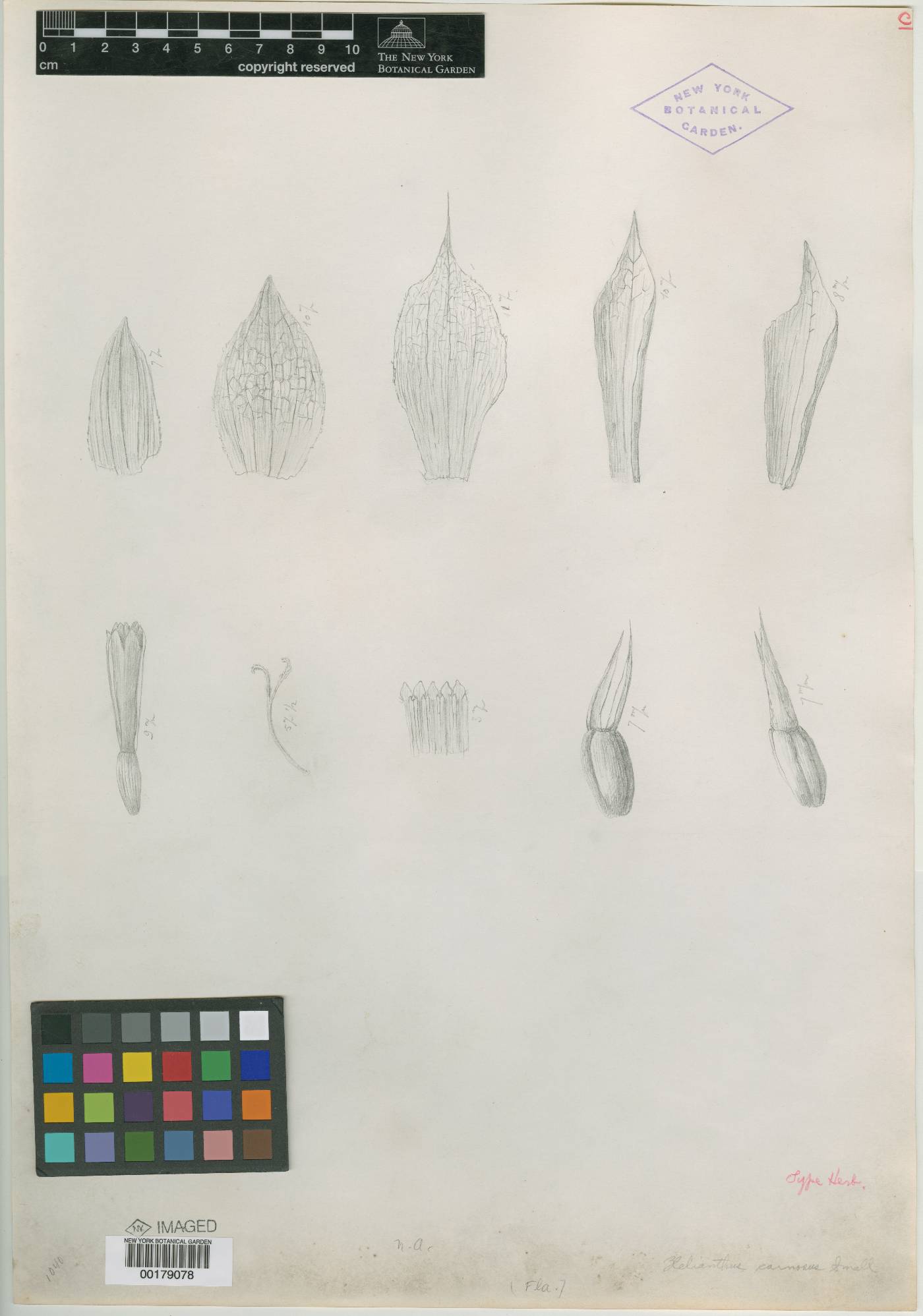 Helianthus carnosus image