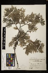 Thuja occidentalis image