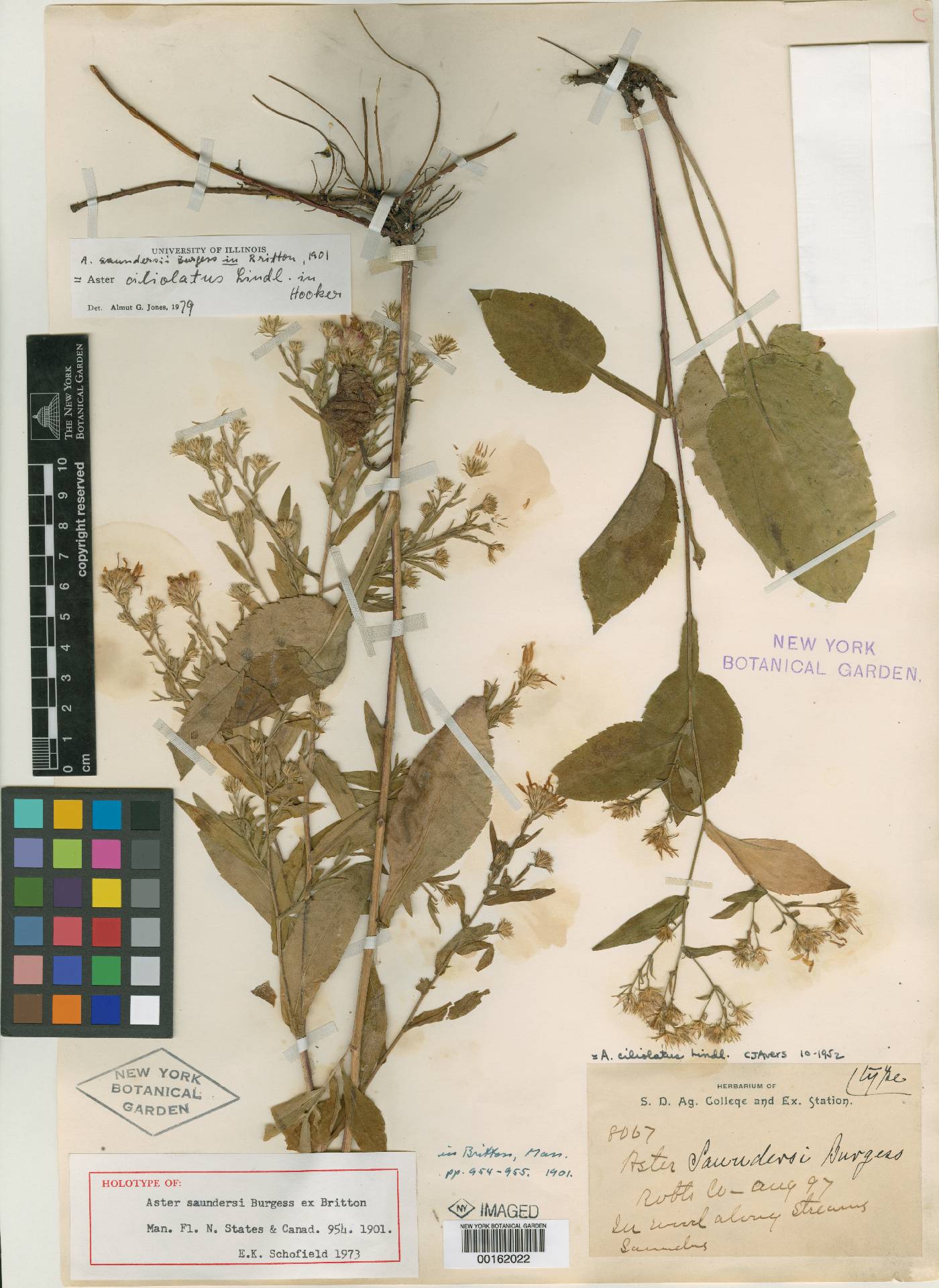 Aster saundersii image