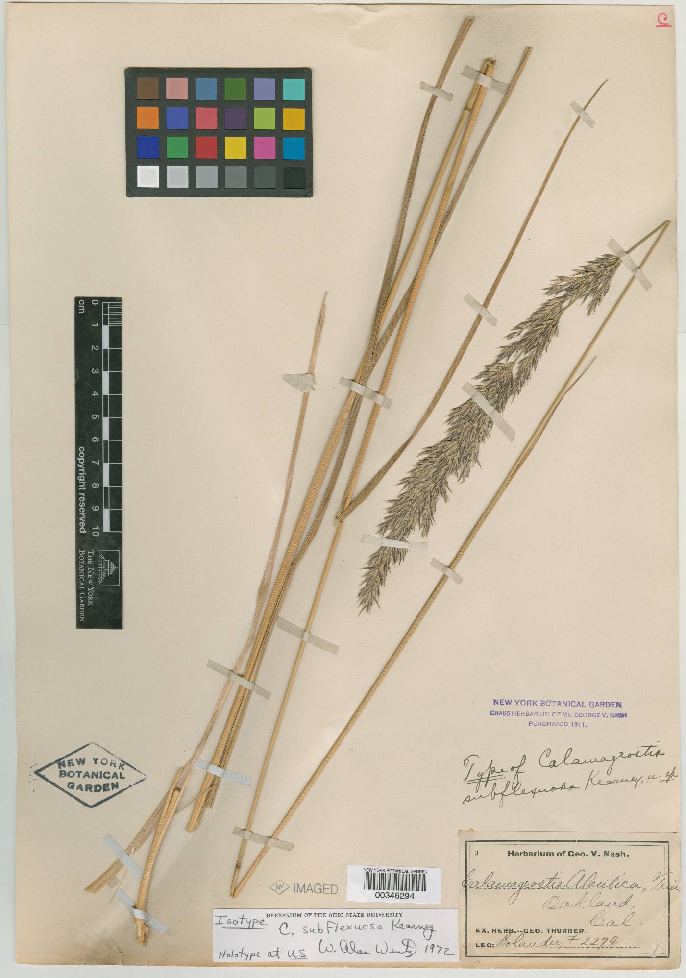 Calamagrostis subflexuosa image