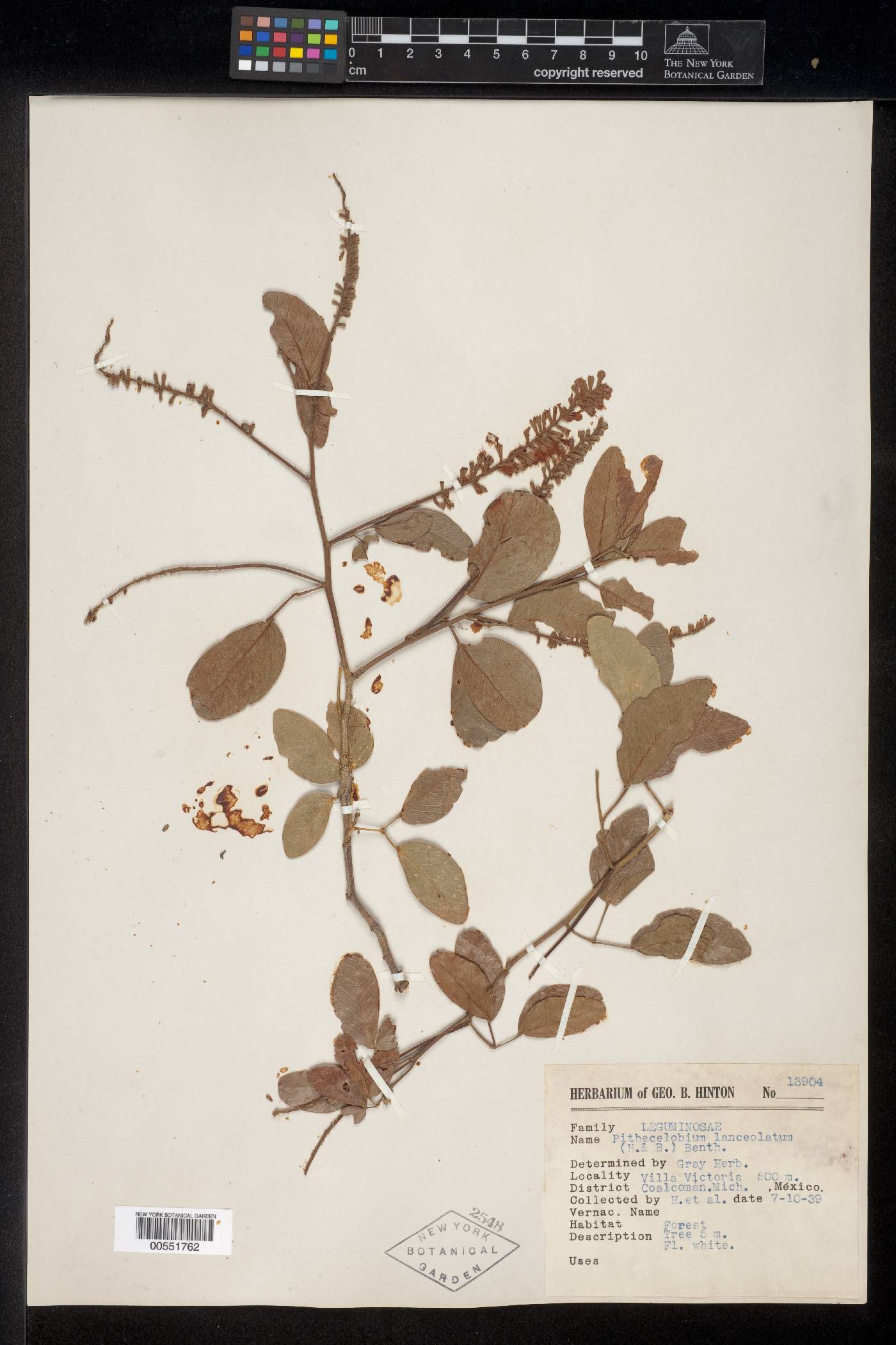 Pithecellobium lanceolatum image