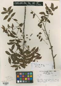 Bursera occulta image