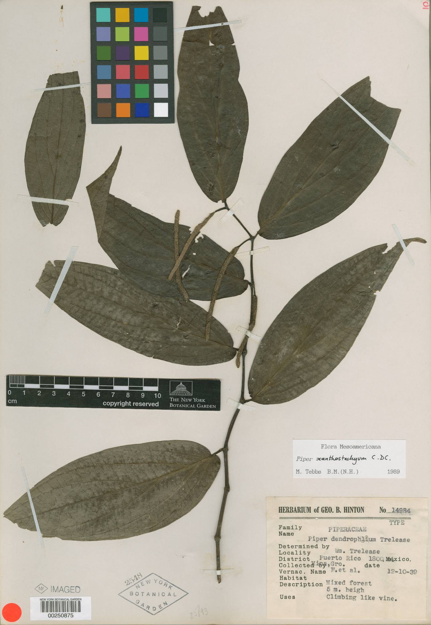 Piper dendrophilum image