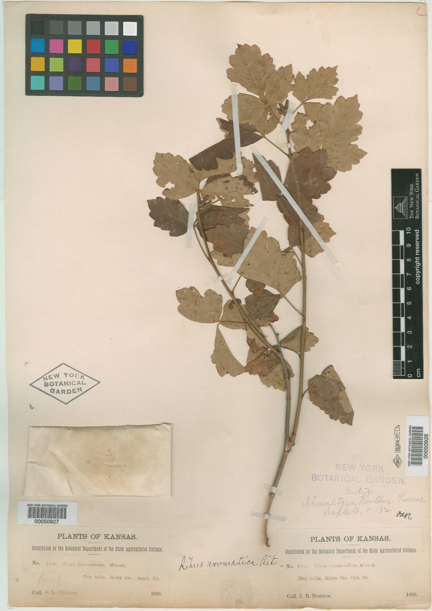 Rhus nortonii image