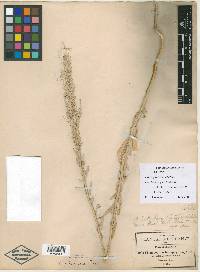 Chenopodium petiolare var. leptophylloides image