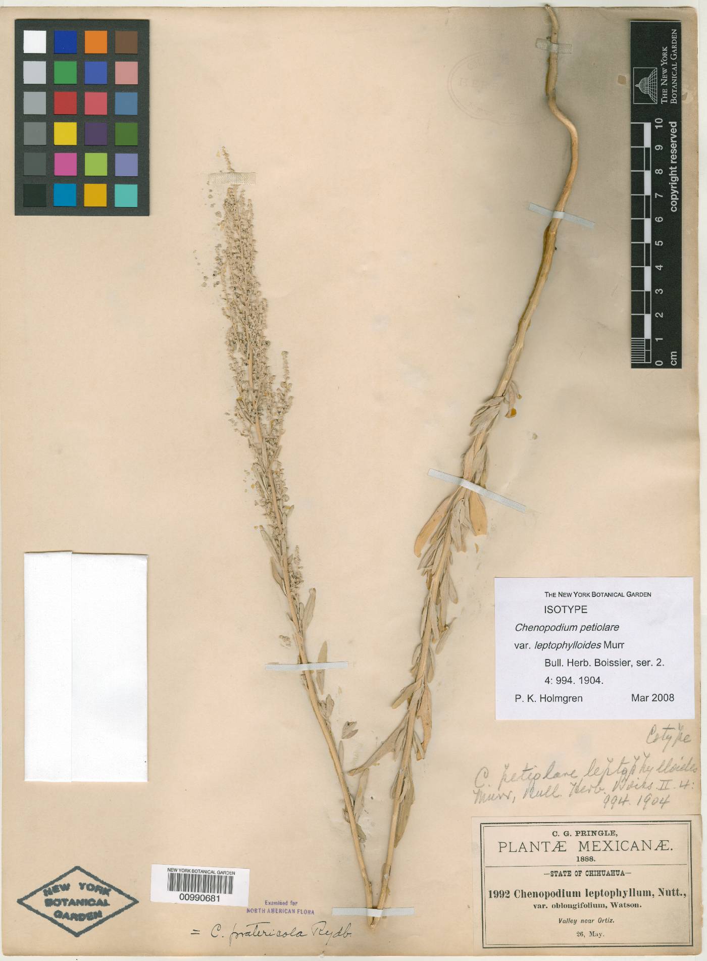 Chenopodium petiolare var. leptophylloides image