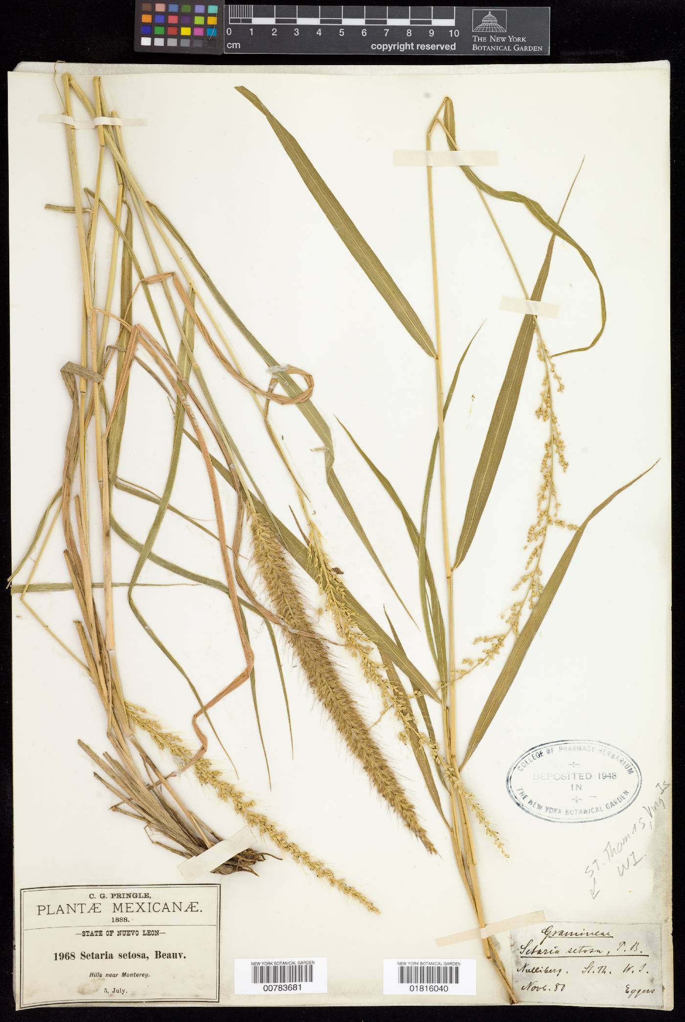 Setaria setosa image