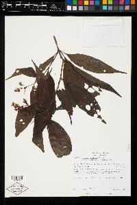 Miconia insularis image