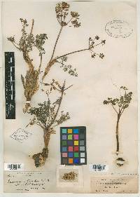 Peucedanum canbyi image