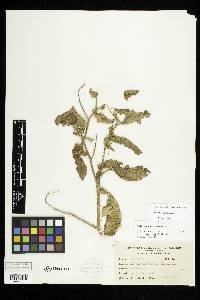 Image Associated With the Occurence