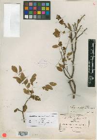 Dalbergia congestiflora image