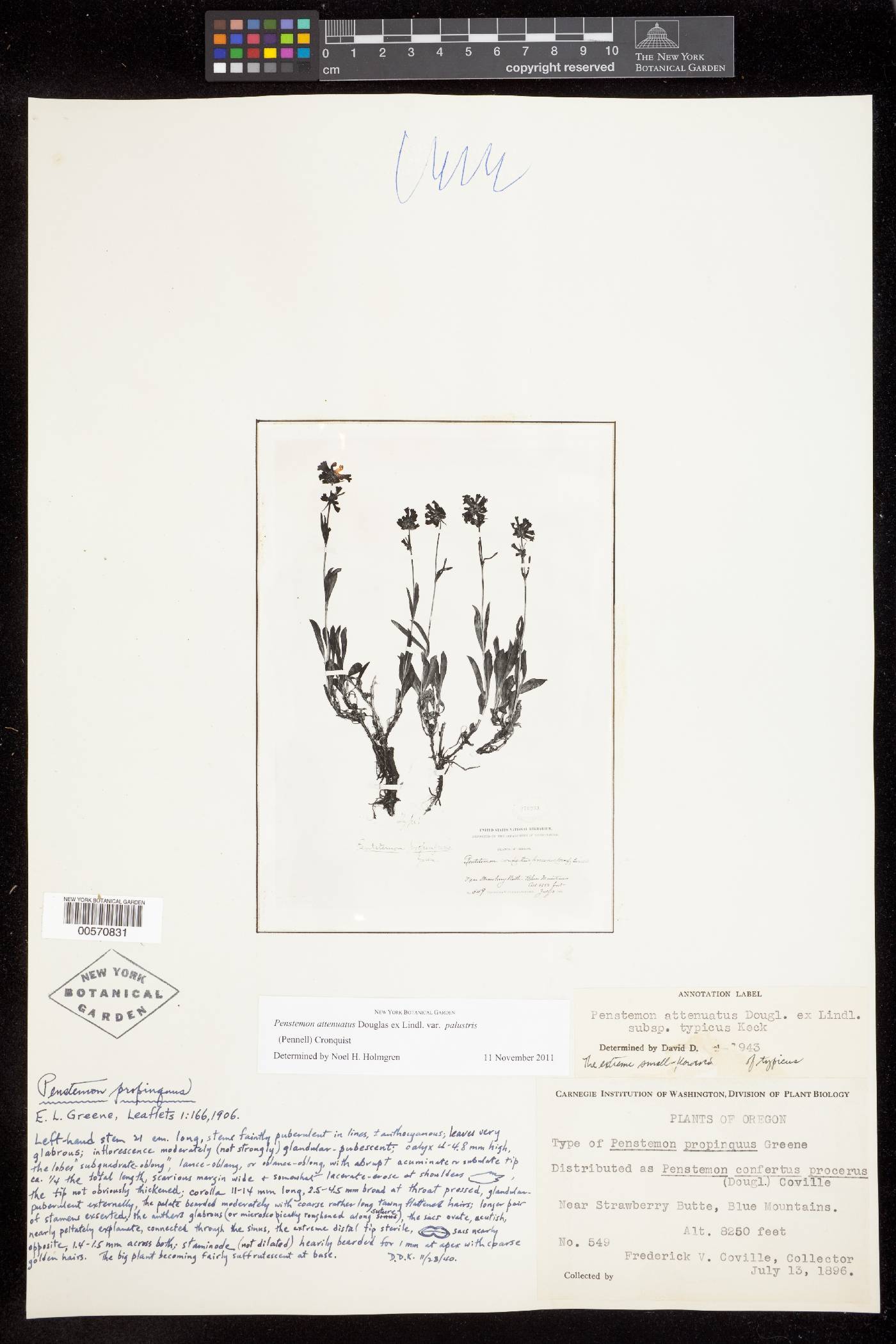 Penstemon attenuatus var. palustris image