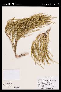 Ephedra viridis image