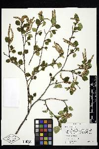 Betula occidentalis image