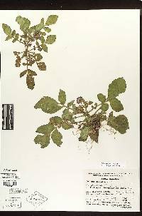 Solanum demissum image