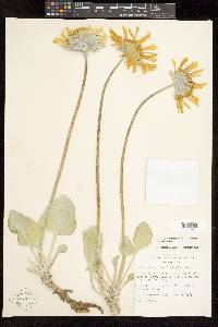 Enceliopsis nudicaulis var. nudicaulis image