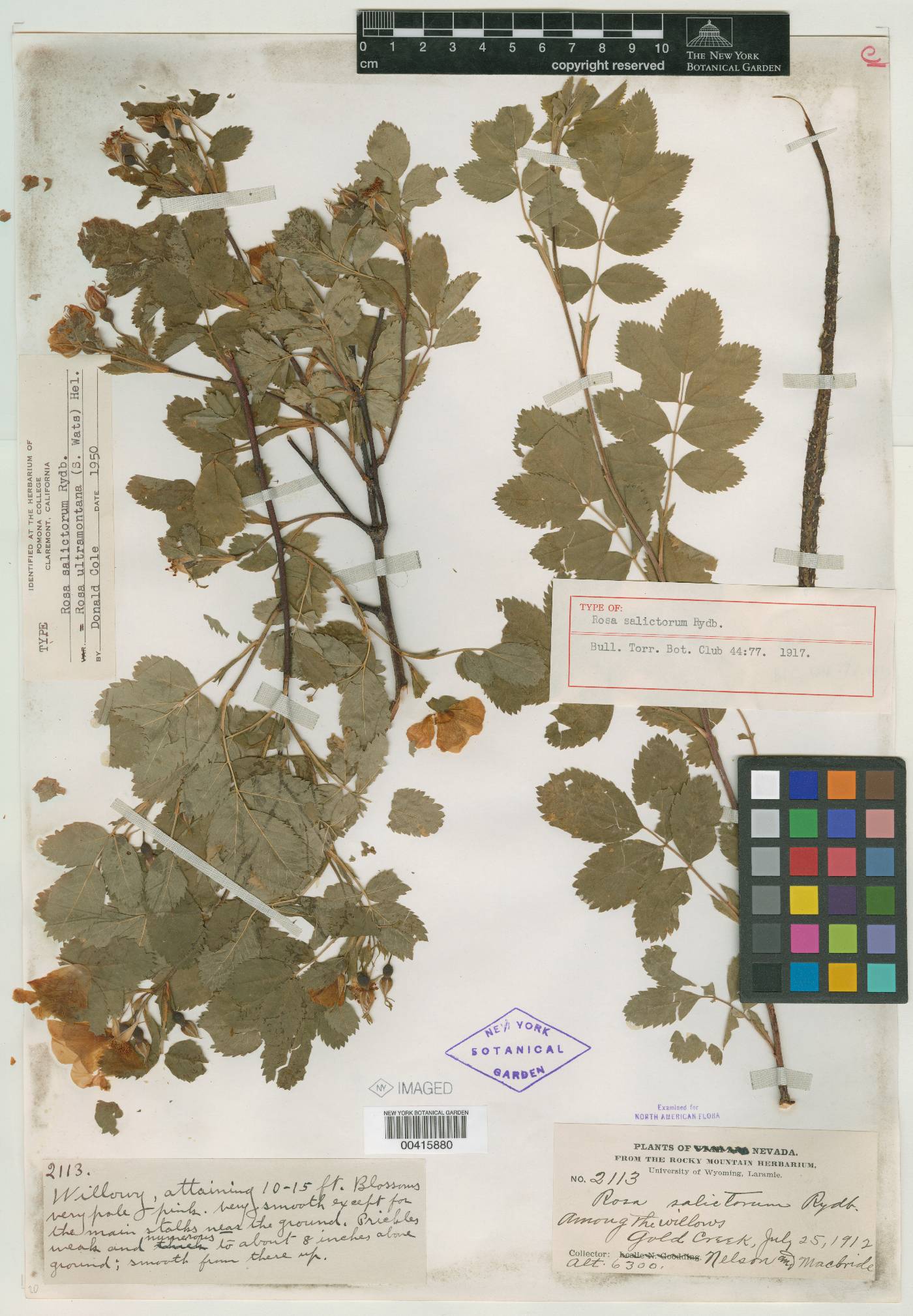 Rosa salictorum image