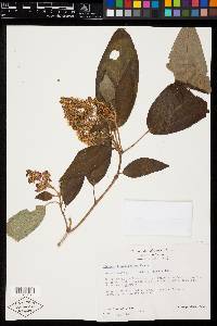 Miconia hemenostigma image