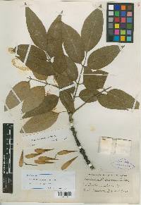 Fraxinus michauxii image