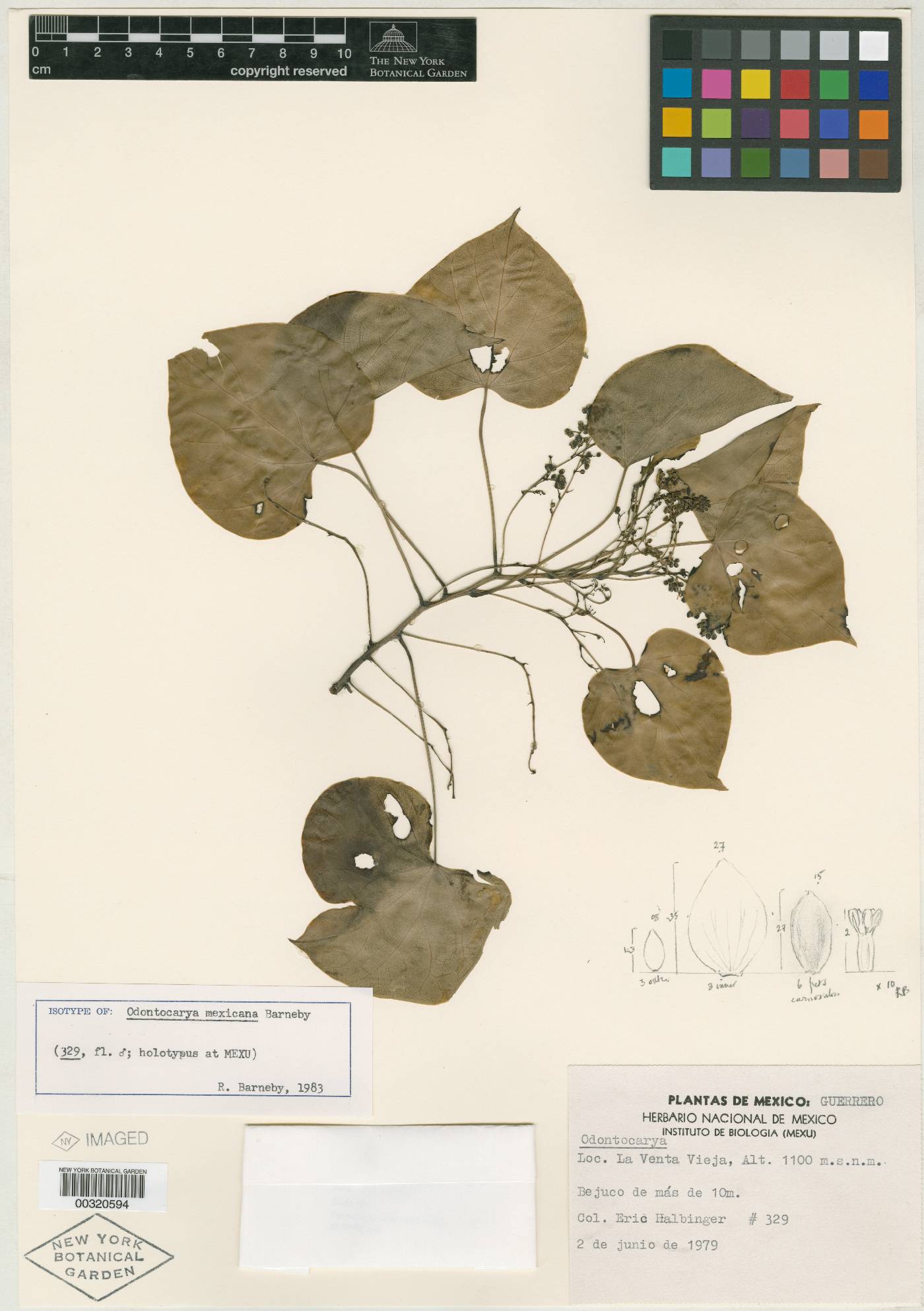 Odontocarya image