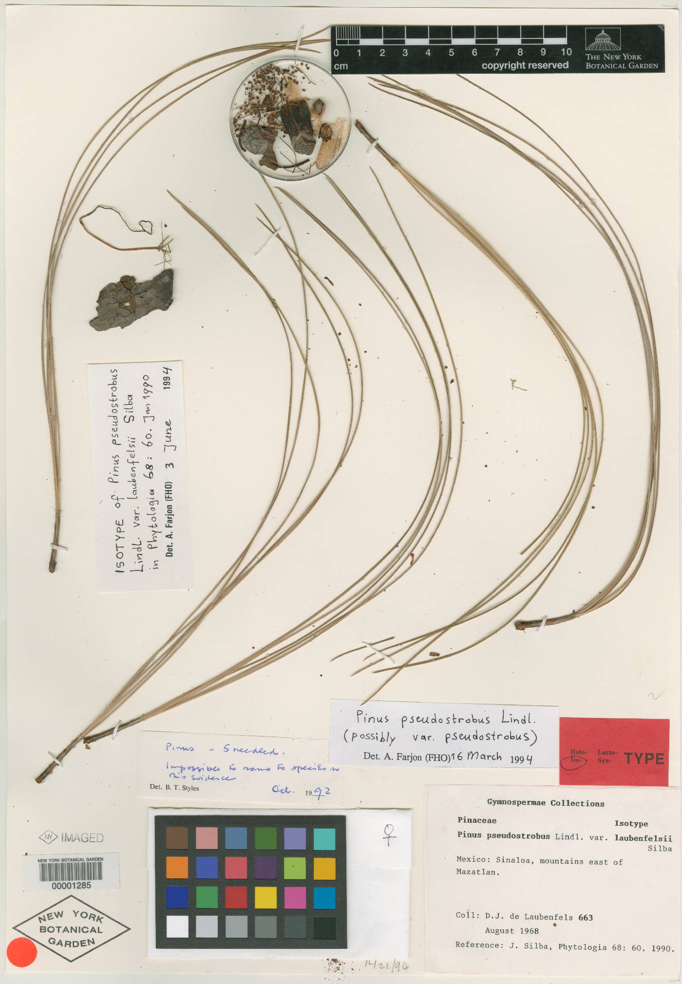 Pinus pseudostrobus var. pseudostrobus image