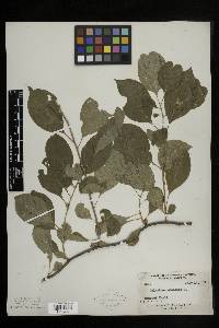 Celastrus scandens image