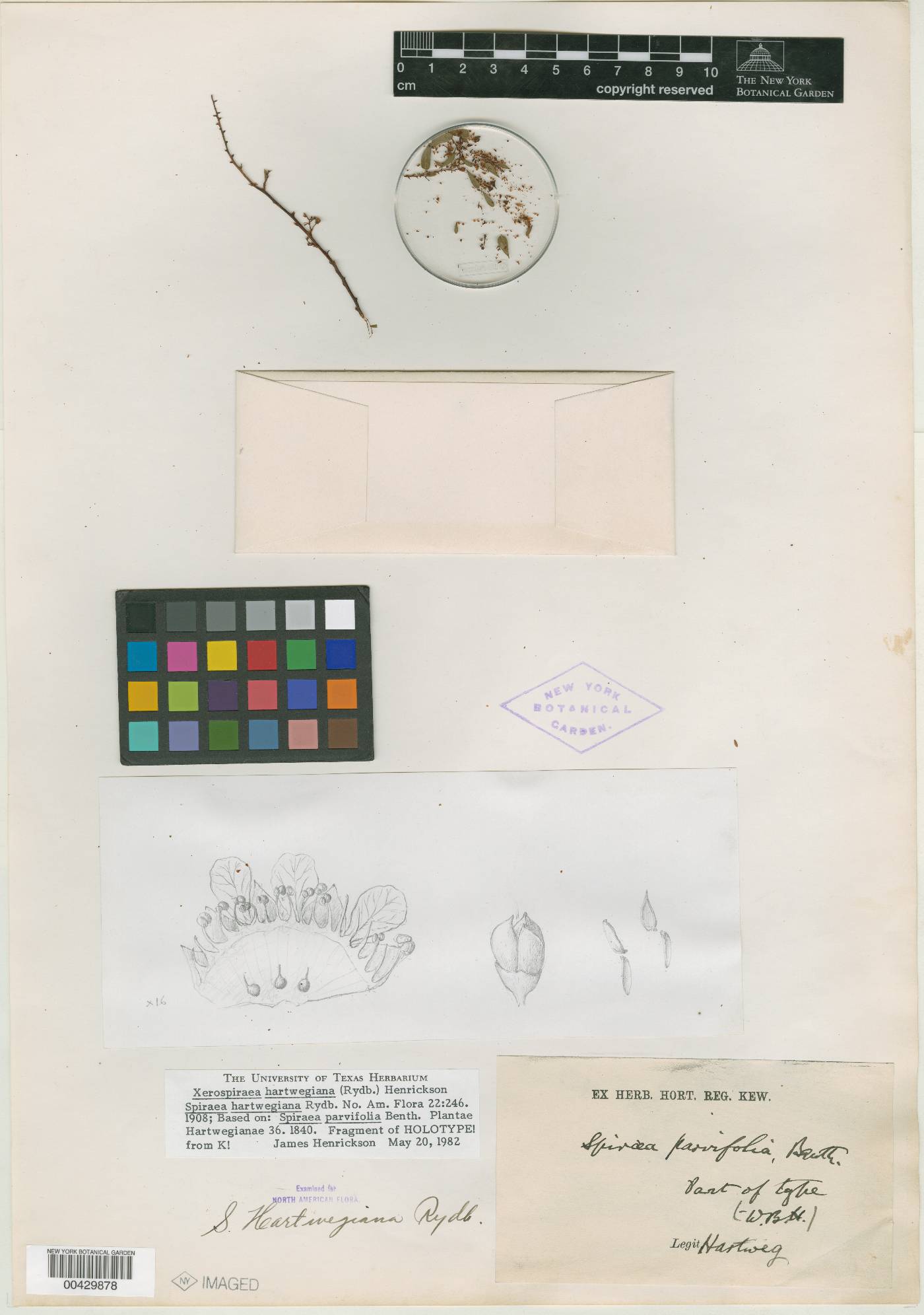Spiraea gracilis image