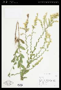 Solidago radula image