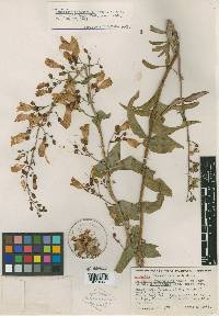 Penstemon spectabilis subsp. subinteger image