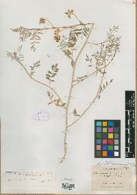 Astragalus lentiginosus var. albifolius image