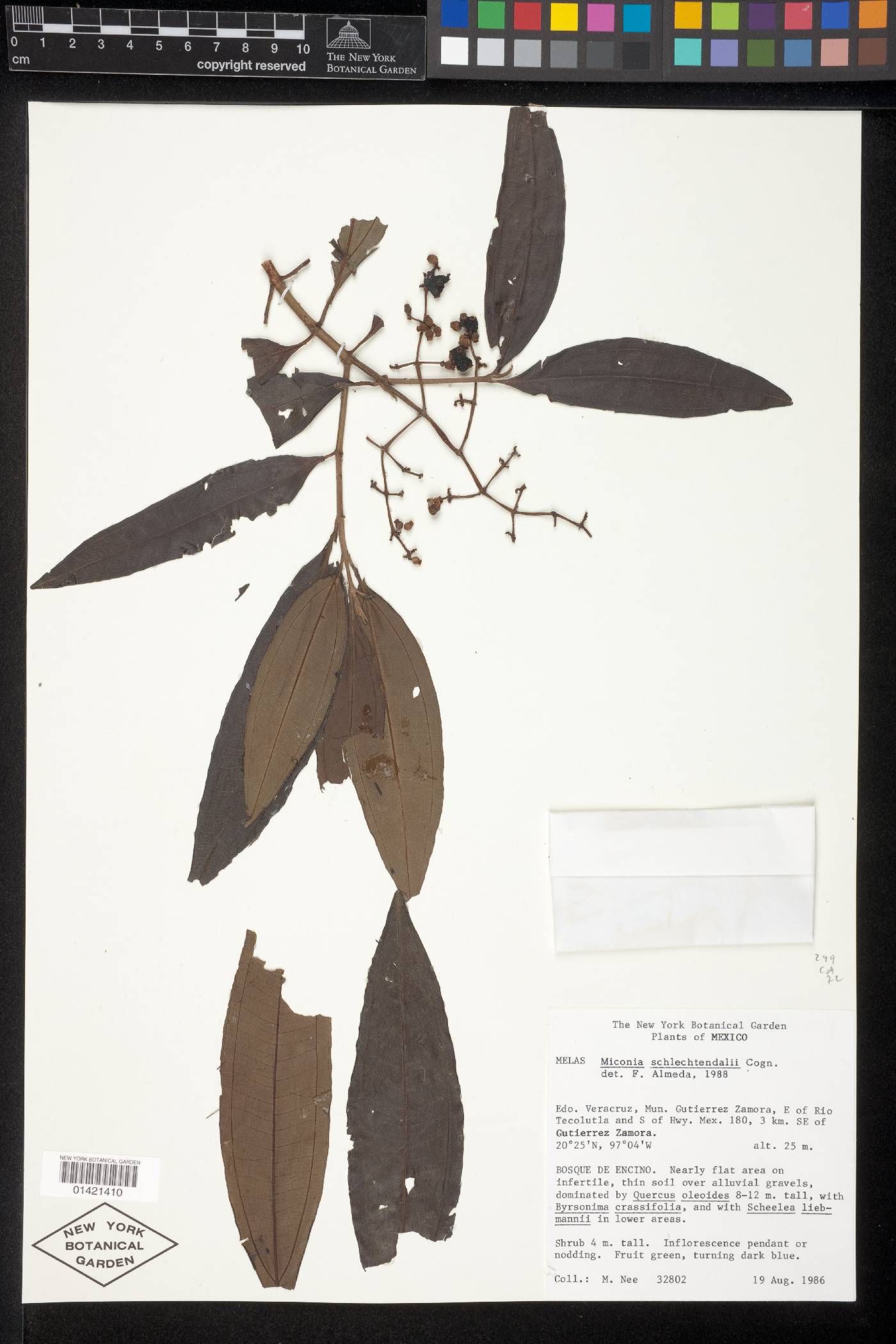 Miconia schlechtendalii image