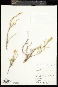 Linanthus watsonii image