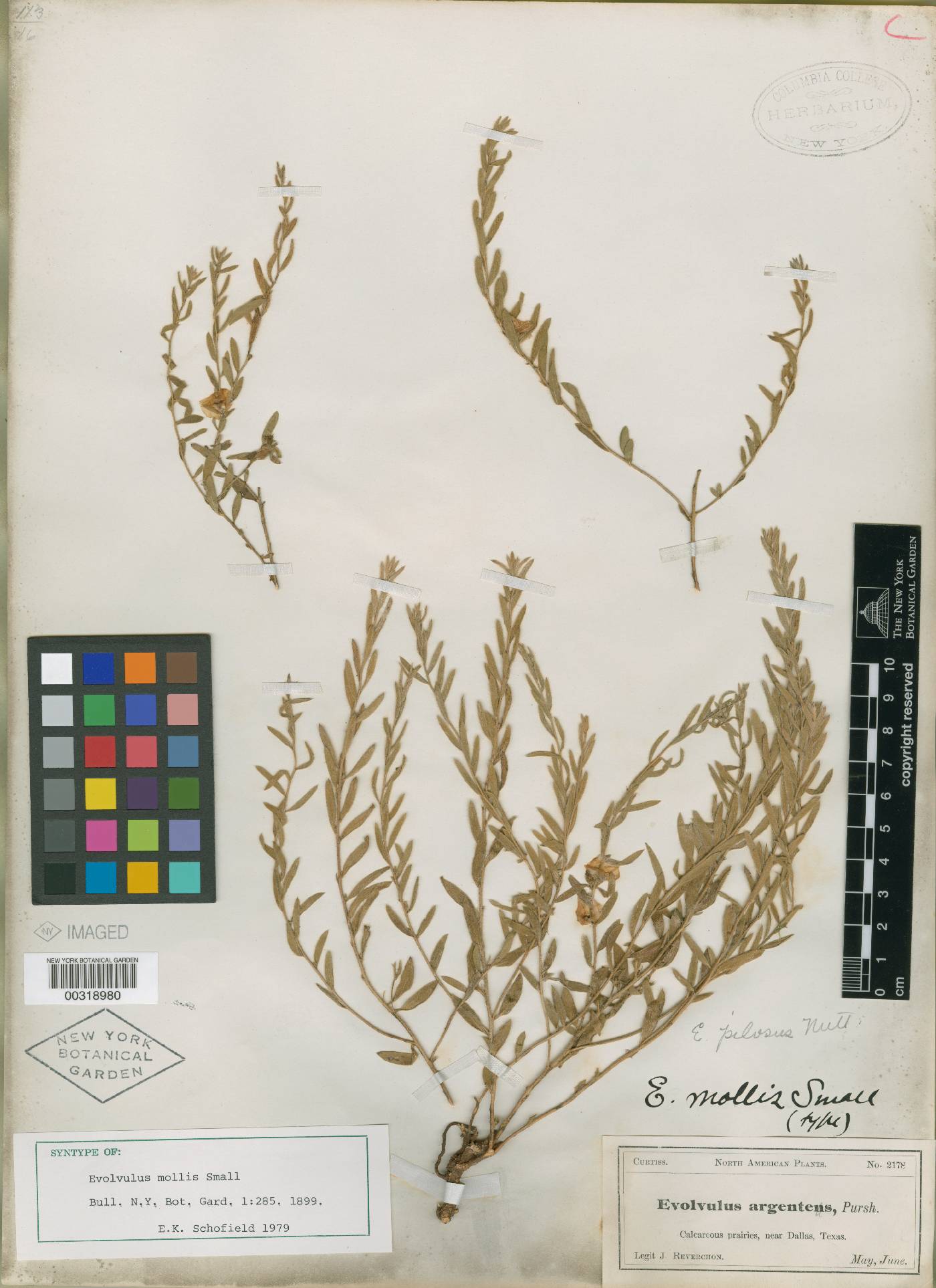 Evolvulus mollis image