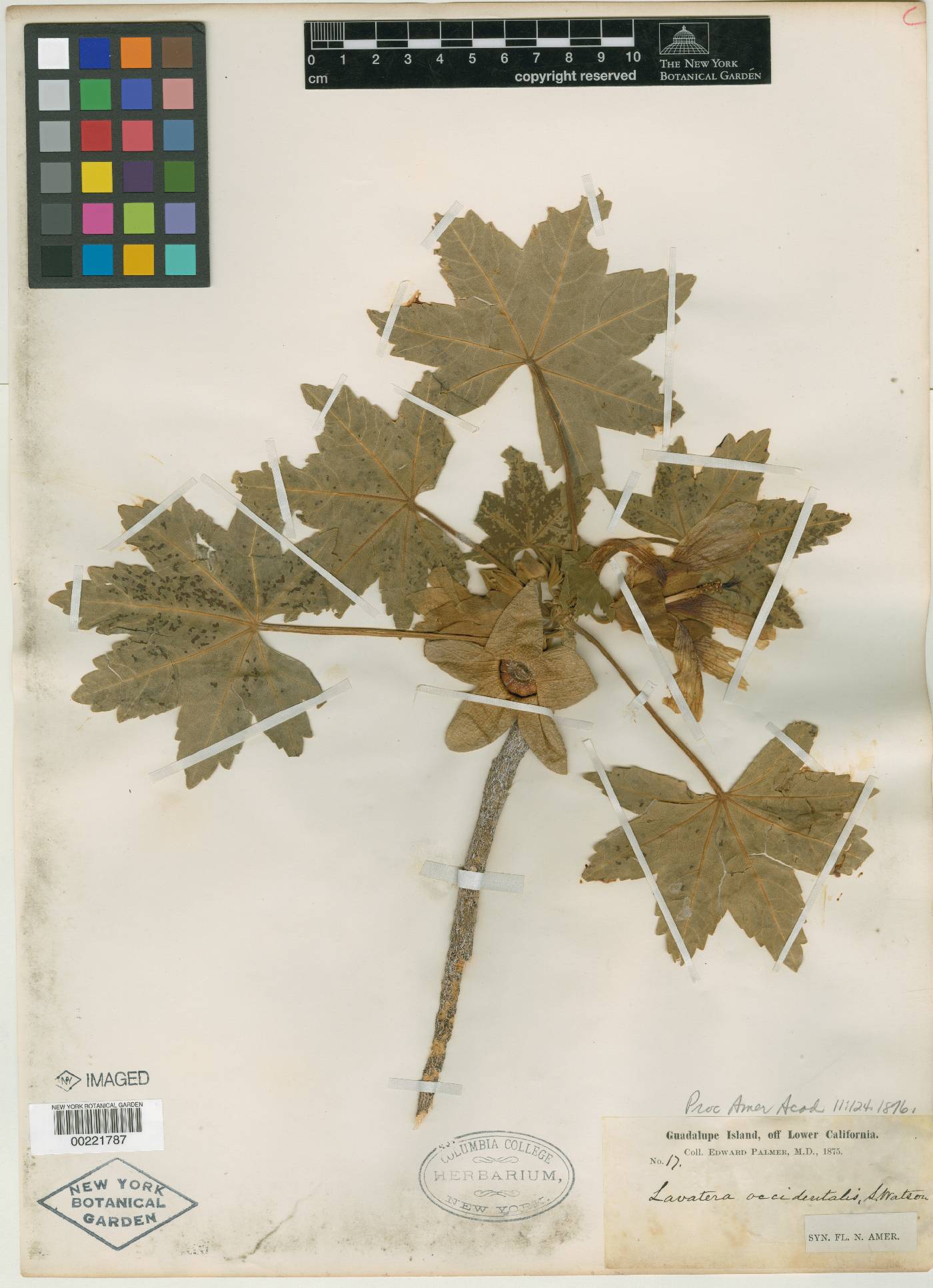 Malva occidentalis image