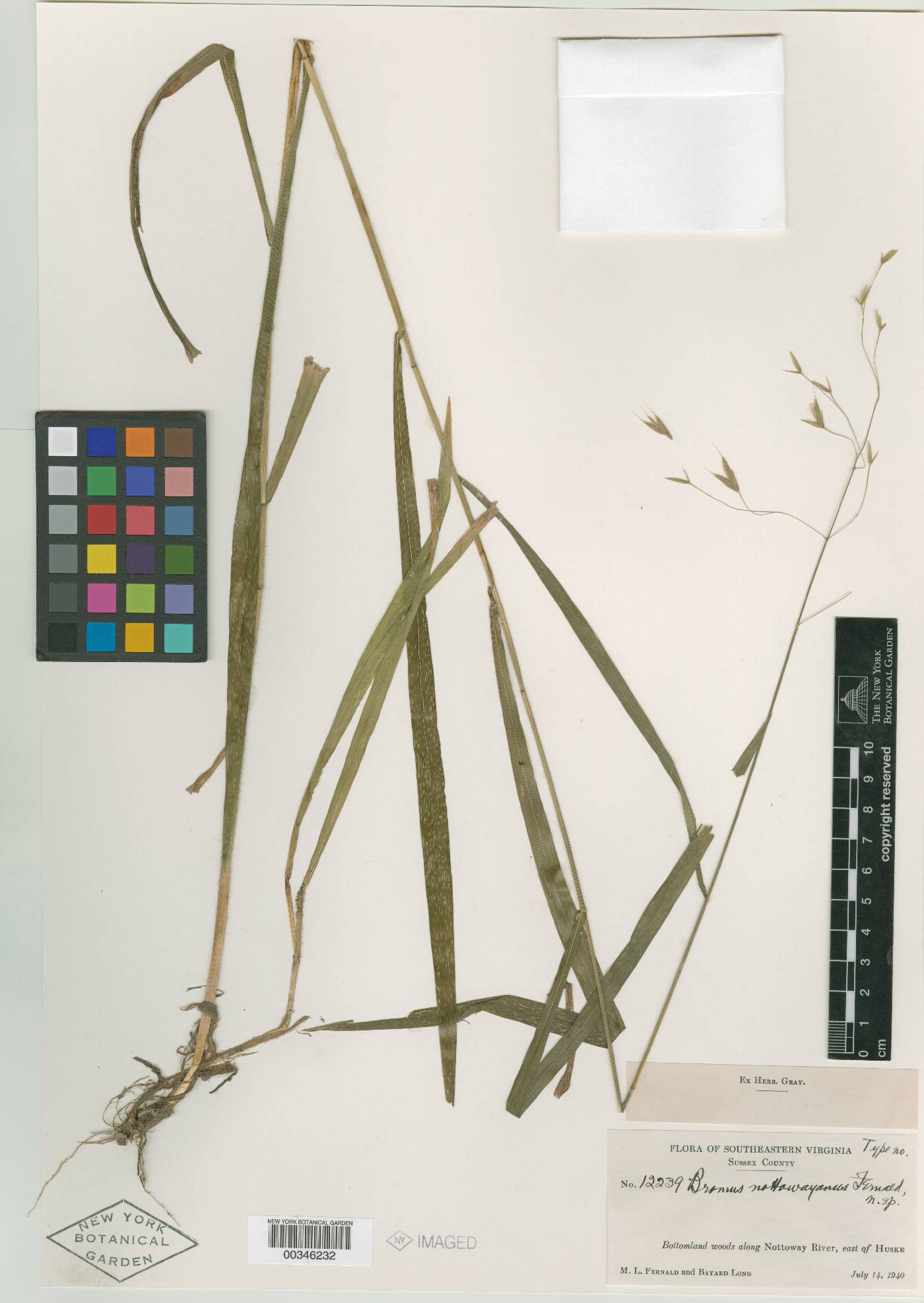Bromus nottowayanus image