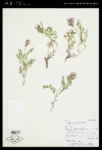 Astragalus agrestis image