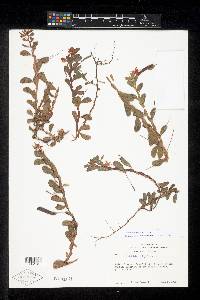 Chamaecrista diphylla image