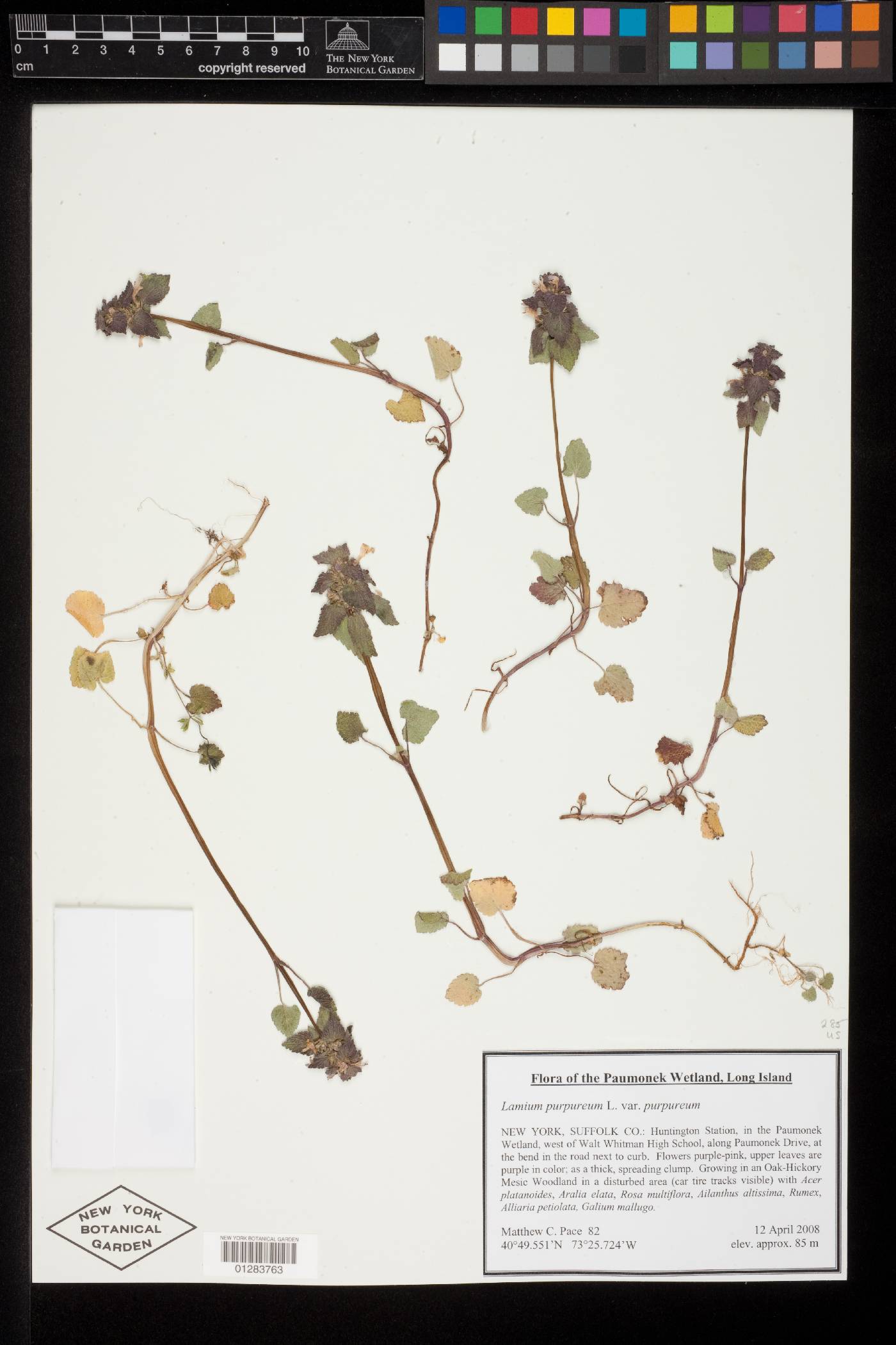 Lamium purpureum var. purpureum image