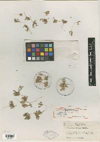 Loeflingia squarrosa subsp. cactorum image