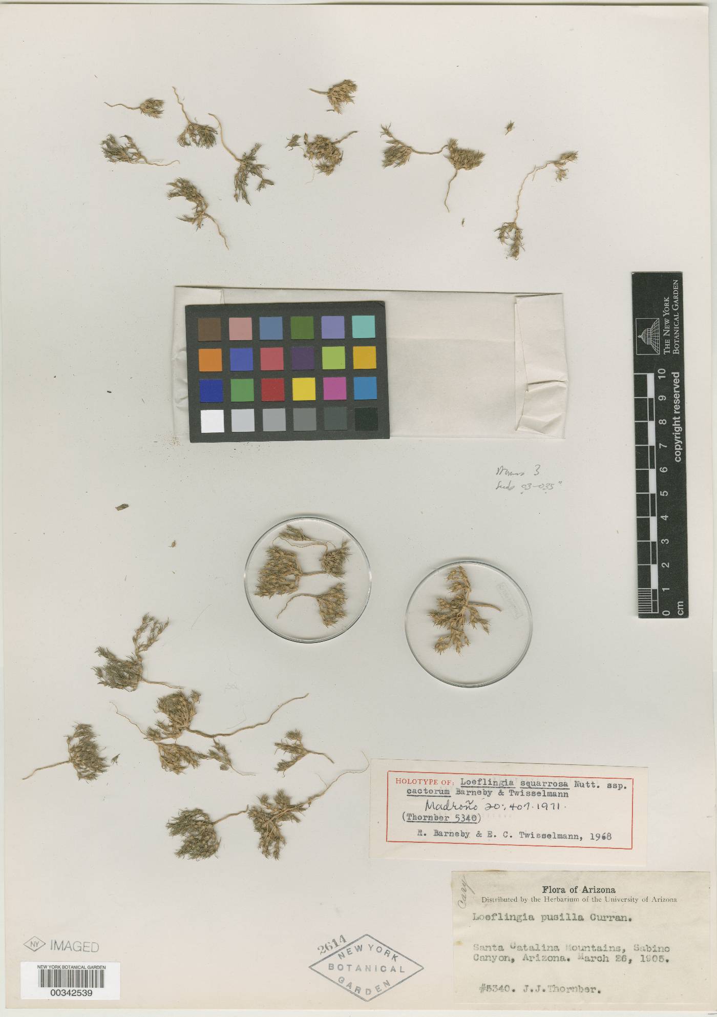 Loeflingia squarrosa subsp. cactorum image