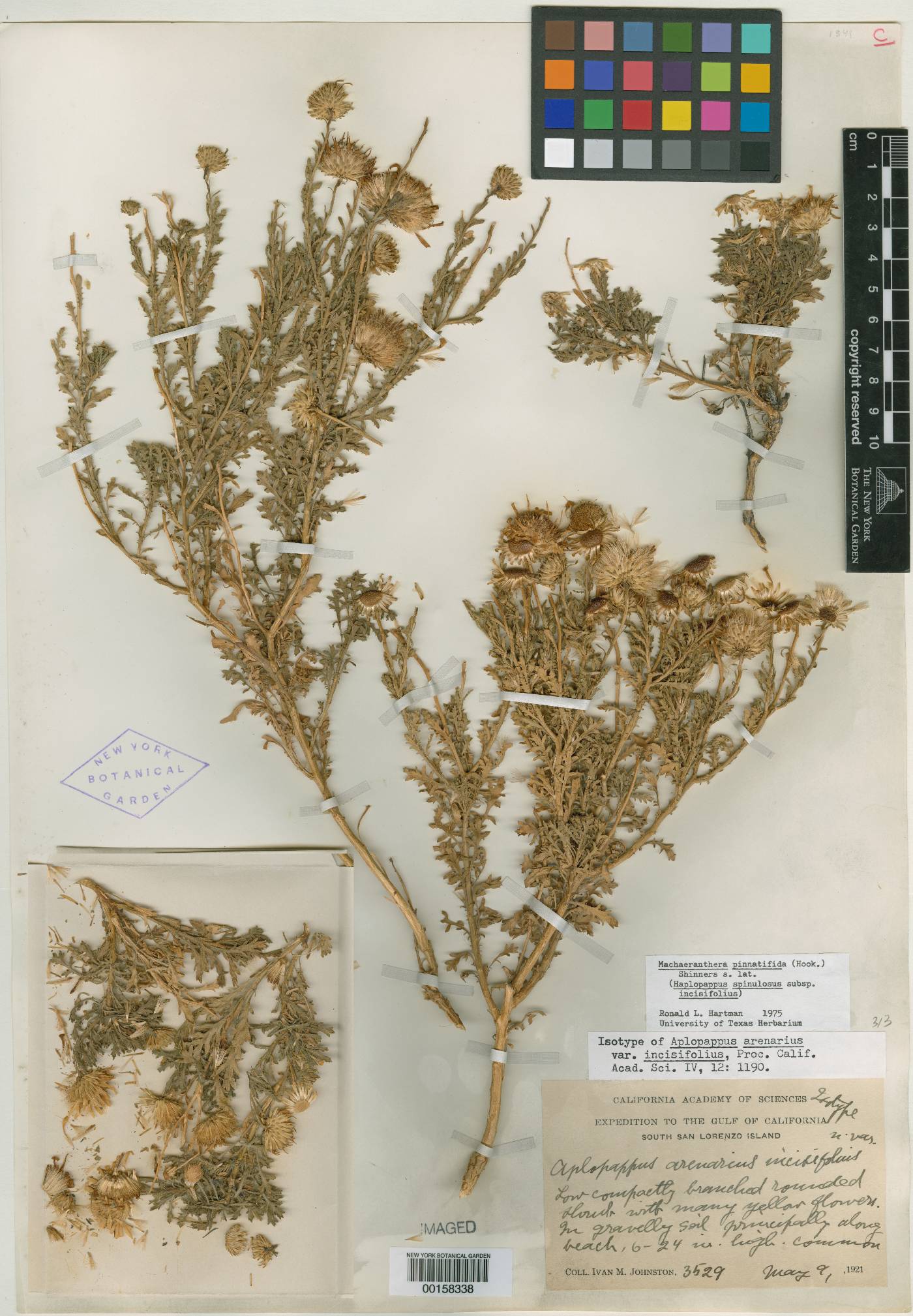 Haplopappus arenarius var. incisifolius image