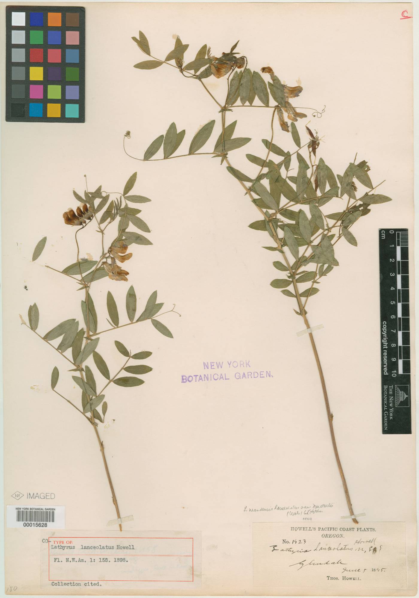 Lathyrus lanceolatus image